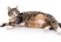Прерывание беременности у кошек Таблетки для прерывания беременности у кошек