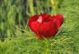 Scarlet gėlių gėlių nuotraukų priežiūra