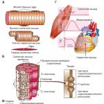 Skeleto raumenų audinio struktūra