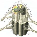 Morphofunctional organization of the spinal cord