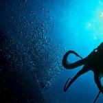 Why do you dream about an octopus: a warning about a threat or a sign of good luck?