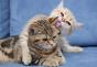 Anticoncepción para gatos y medicamentos anticonceptivos Pastillas para gatos desde el embarazo