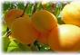 How to dry apricots for dried apricots at home