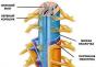 The inner lining of the spinal cord is called