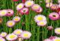 Džiovintos gėlės: geriausių rūšių nuotraukos ir pavadinimai, tinkami tiek sode, tiek puokštėms kurti Gėlės džiovintos gėlės