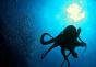 Why do you dream about an octopus: a warning about a threat or a sign of good luck?