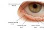 La estructura de la conjuntiva. Conjuntiva de los ojos. Inervación y suministro de sangre