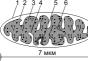 Estructura de la célula eucariota Estructura de la pared celular eucariota