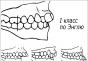 Vrste ugrizov - diagnoza nepravilnosti ugriza Nepravilen položaj zob in njegovi vzroki