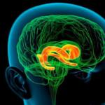 Štruktúry limbického systému a neokortexu Limbický systém mozgu zahŕňa formácie