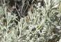 Chernobyl - medicinal properties and contraindications Wormwood species where the collection grows
