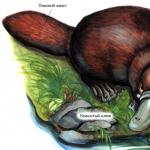Características, clasificación, hábitat, significado y protección de los mamíferos Origen y descubrimiento de los animales ovíparos