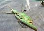 Why does the female praying mantis kill the male