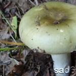 Jestive i nejestive gljive russula - fotografija i opis kako russula izgleda Vrste russula