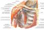 The structure and functions of the fascia