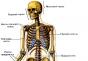 How we are built: human skeleton with the name of the bones Name of the bones in the body starting with the letter t
