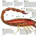 Insecte adevărate: scorpion de aur Manciurian - nou