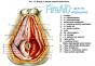 Anatomija: tarpvietės fascija Moterų tarpvietės raumenys ir fascija