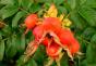 Cynamon z dzikiej róży Opis budowy zewnętrznej owocu dzikiej róży