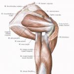 Shoulder muscles Heads of the triceps brachii