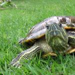Akvaryumdaki kırmızı kulaklı kaplumbağa Kaplumbağa hastalanırsa ne yapmalı