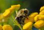 Interesting facts about bees A story about the life of bees