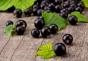 Black currants in their own juice without sugar - a homemade recipe for the winter How to close black currants in their own juice