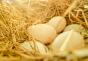 Račja jajca: koristi in škoda za ljudi