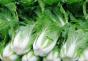 Pankreatit lahana sevenler için ölüm cezası değil Beyaz soslu lahana