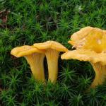 Chanterelle mushrooms: characteristics of species