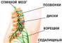 Vzroki za tavajoče bolečine v hrbtu Hrbet je rdeč in boleč