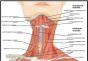 İnsan boyun kası anatomisi Boyun kasları derin katman