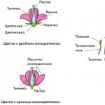 Monoecious ve diocious bitkiler Uniseks çiçekler
