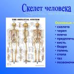 Human skeleton: structure with the name of the bones, functions, anatomy, photo front, side, back, parts, quantity, composition, bone weight, diagram, description