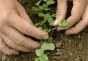 Growing radishes in the country - planting and care Is it possible to water radishes with cold water