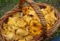Where do chanterelles grow and how are they different from other mushrooms