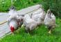 What grass can be fed to chickens