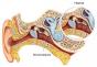 Preventívne opatrenia a liečba otosklerózy sluchu s kochleárnou otosklerózou