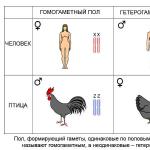 How hermaphrodite people reproduce, what their genitals and bodies look like, how they go to the toilet: diagram