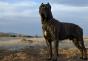 Perros de guerra Uso combativo de perros en la antigua Mesopotamia