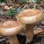 Poisonous mushroom thin pig: photo and description How to cook pork ear mushroom
