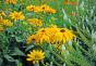 Planting and caring for perennial rudbeckia