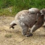 Scientists explain why koalas hug trees