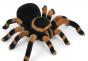 Miego aiškinimas: kodėl svajojate apie didelį vorą?