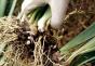 Propagación casera de phalaenopsis con esquejes Cómo criar orquídeas en casa con esquejes