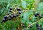 Korzyści, właściwości lecznicze i przeciwwskazania do spożywania wawrzynu wiśniowego Czym jest wawrzyn wiśniowy i korzystne właściwości