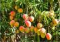 Egzotik olanı tanıtmak: mango nasıl yenir