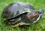 How long can a red-eared turtle live without water?
