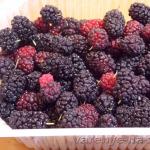 Mulberry jam: beneficial properties and contraindications