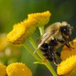 Ciekawostki o pszczołach Opowieść o życiu pszczół